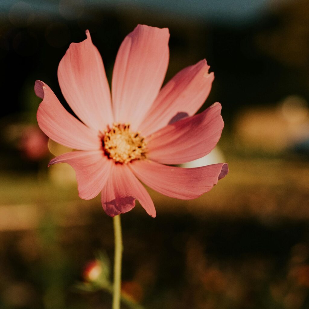 Pink cosmo flower