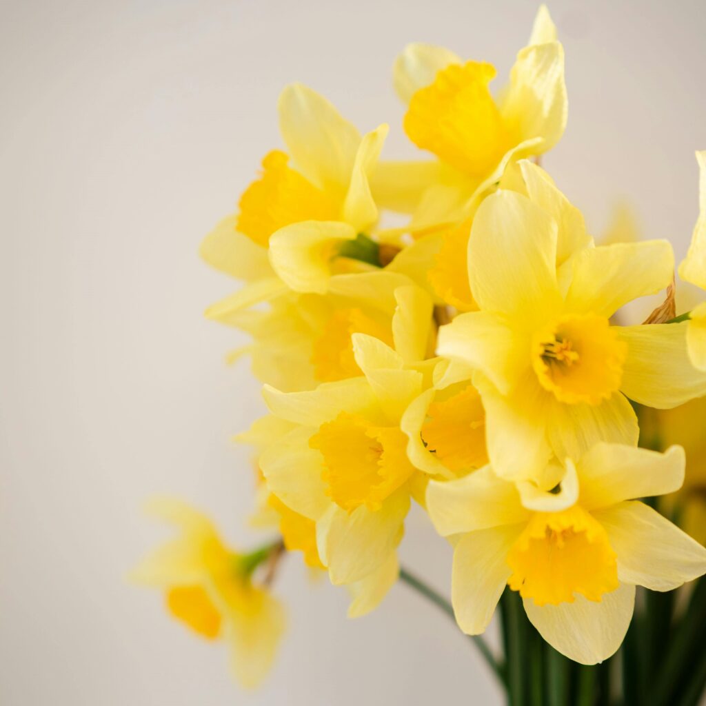 Yellow Daffodil flowers