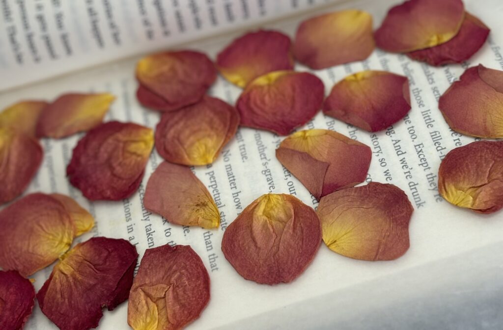 Pressed dried red and yellow rose petals in the pages of a book.