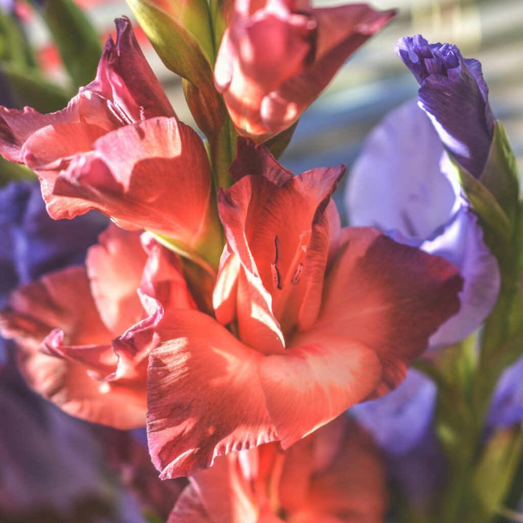 Red and purple gladiolus flower