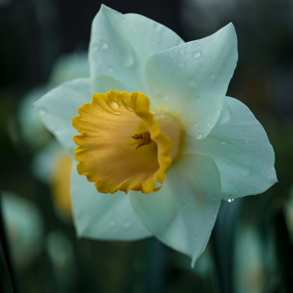 White and yellow Jonquil flower