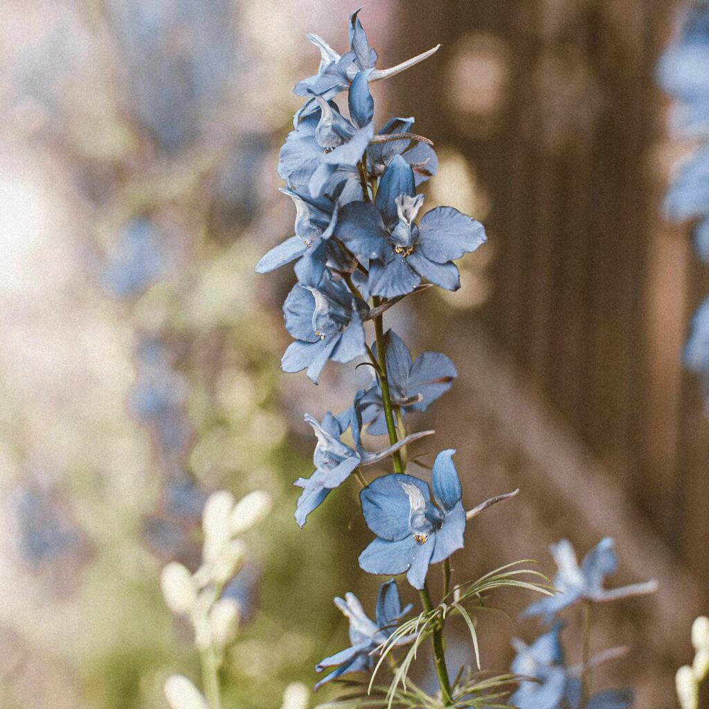 Blue larkspur flower