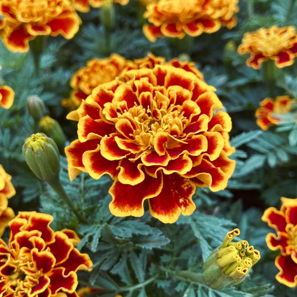 Red and yellow marigold flowers