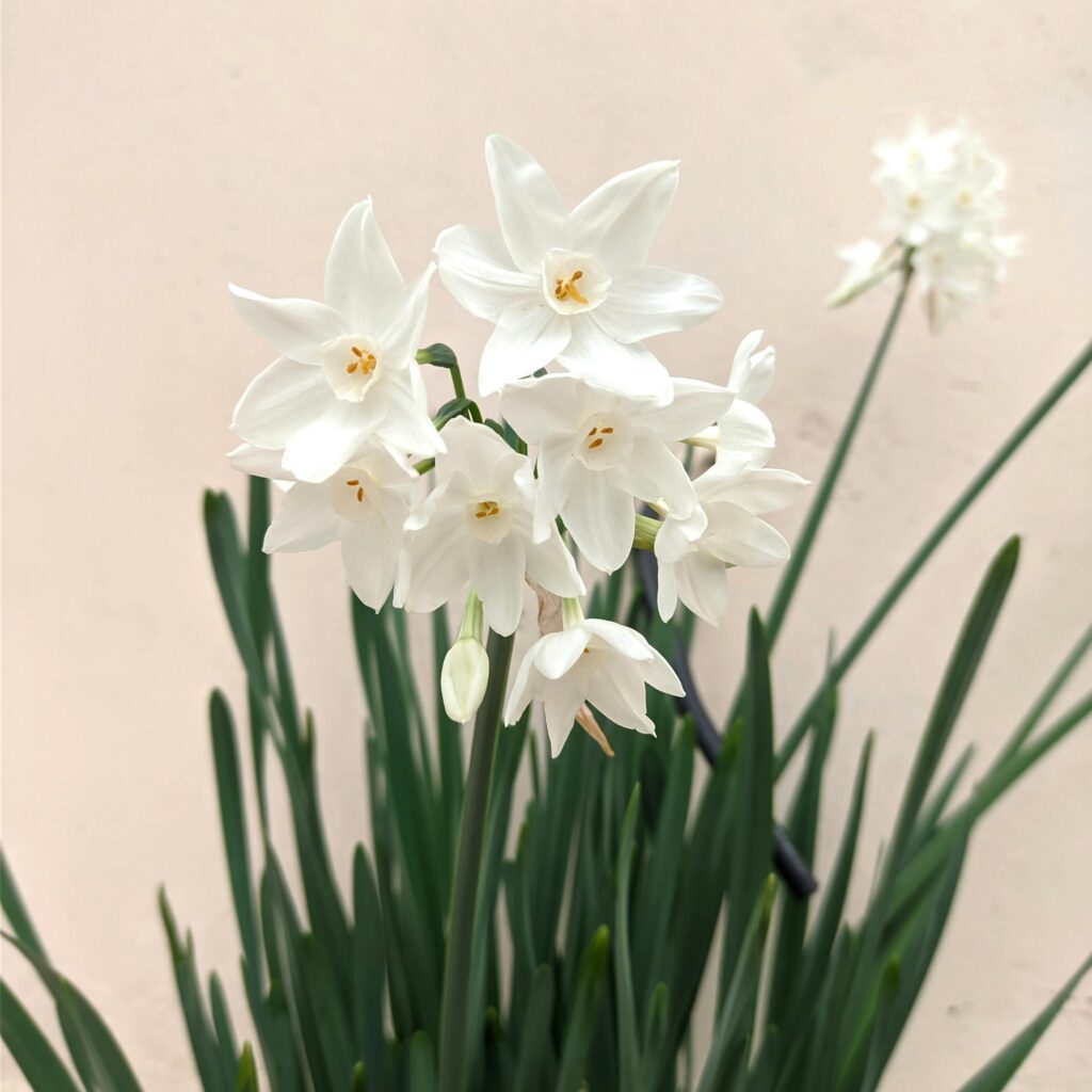 Bright white narcissus flowers