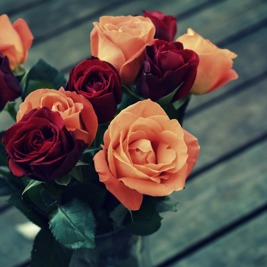 Orange and red rose flowers