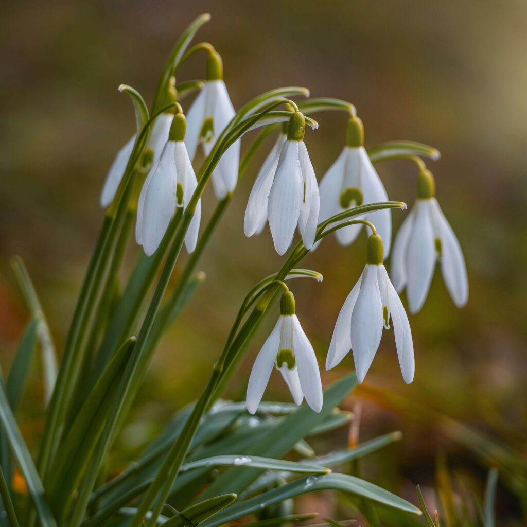 White snowdrop flowers