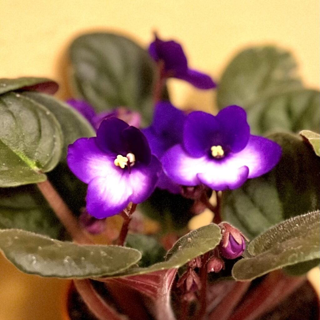 Purple african violet flowers