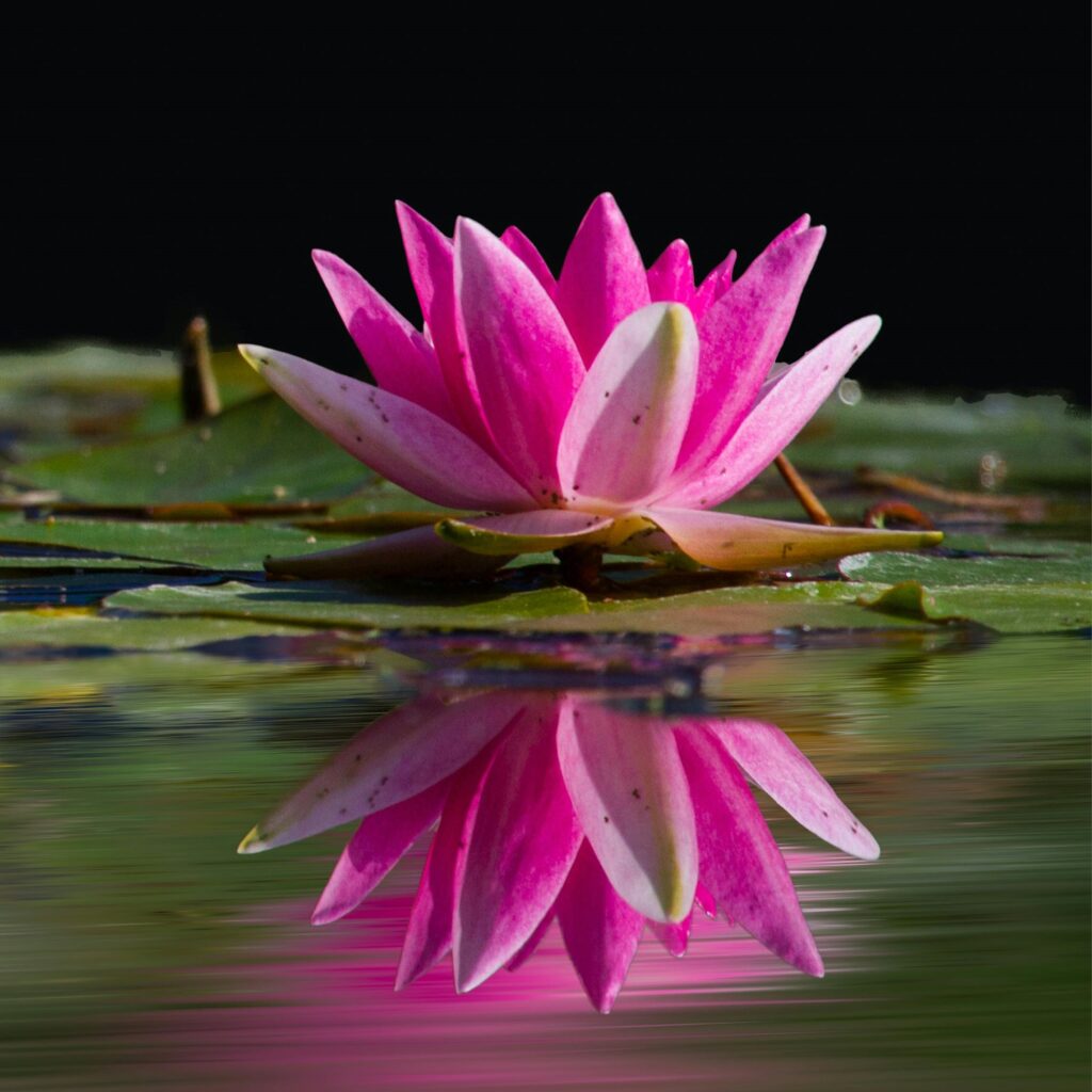 Pink waterlily flower