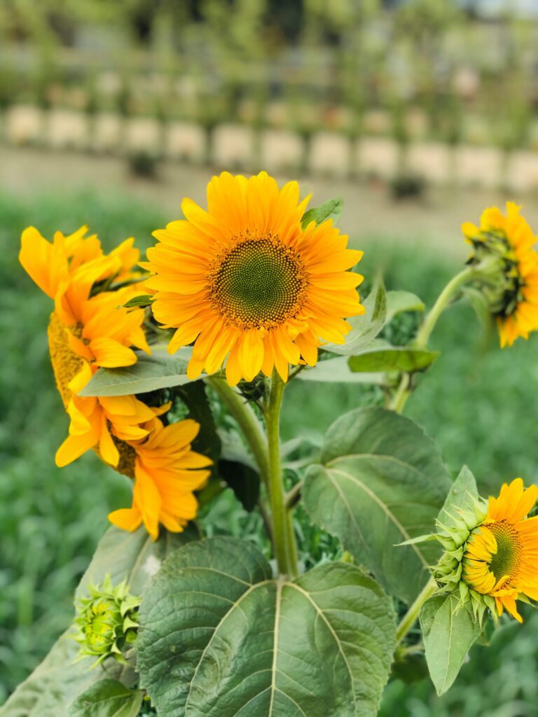 Sunflower growing in a field.